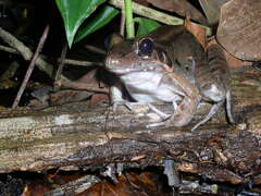 Leptodactylus pentadactylus