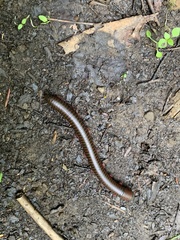 Narceus americanus