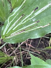 Agromyzidae