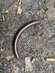 Narceus americanus