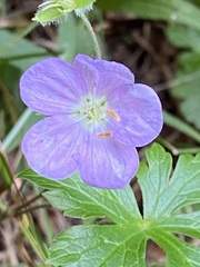 Geranium maculatum