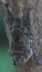 Rhynchonycteris naso