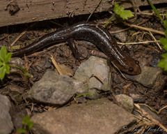 Desmognathus ochrophaeus