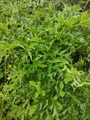 Prionosciadium thapsoides