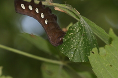 Eumorpha pandorus