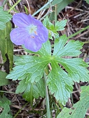 Geranium maculatum
