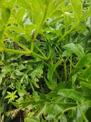 Prionosciadium thapsoides