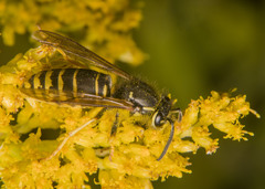 Vespula vidua