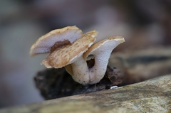 Polyporus tuberaster