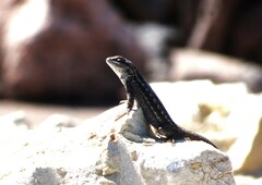 Sceloporus tristichus