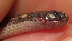 Apostolepis pymi
