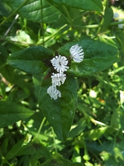 Elephantopus carolinianus