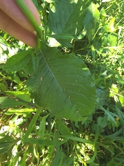 Elephantopus carolinianus