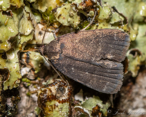 Rotund Idia Moth
