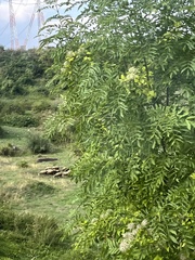 Fraxinus excelsior