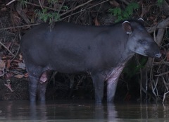 Tapirus terrestris