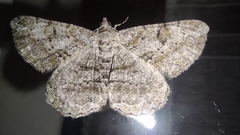 Peribatodes rhomboidaria