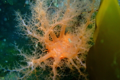 Cucumaria miniata