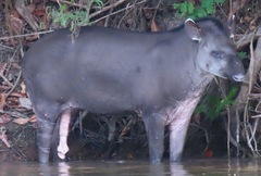 Tapirus terrestris