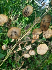 Lunaria annua