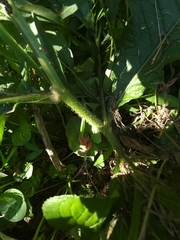 Elephantopus carolinianus