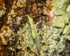 Leucochrysa insularis