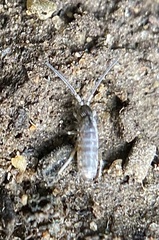 Entomobrya unostrigata