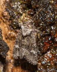 Lacinipolia olivacea