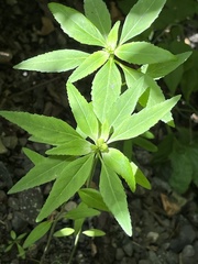 Euphorbia davidii