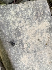 Herpyllus ecclesiasticus