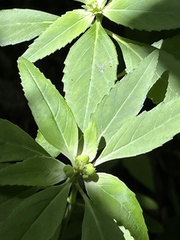 Euphorbia davidii