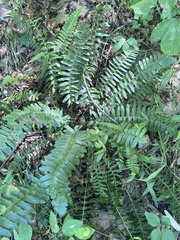 Polystichum acrostichoides