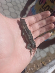 Microlophus bivittatus