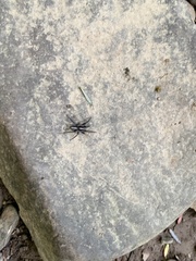 Herpyllus ecclesiasticus