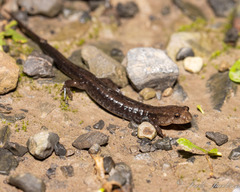 Desmognathus ochrophaeus