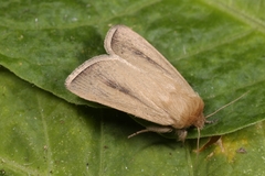 Sesamia nonagrioides