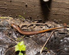Desmognathus ochrophaeus