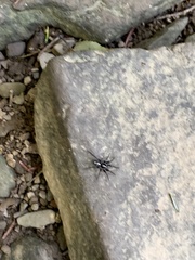 Herpyllus ecclesiasticus