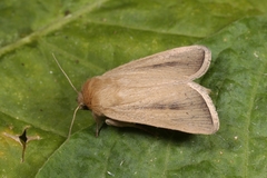 Sesamia nonagrioides