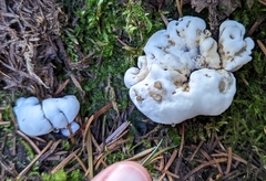 Fungi