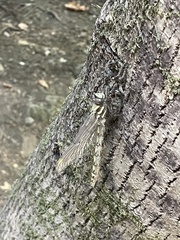 Cordulegaster dorsalis