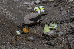 Abaeis mexicana