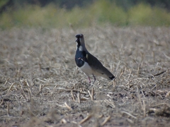 Vanellus chilensis