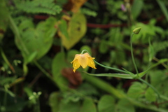 Calochortus barbatus