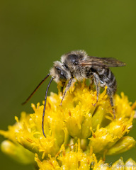 Eumelissodes