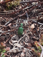 Cicindela campestris