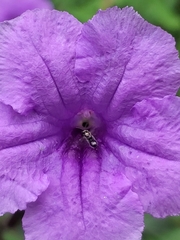 Ceratina