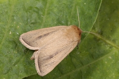 Sesamia nonagrioides