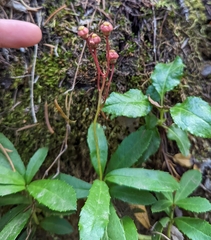 Chimaphila umbellata