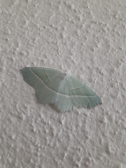Campaea margaritaria